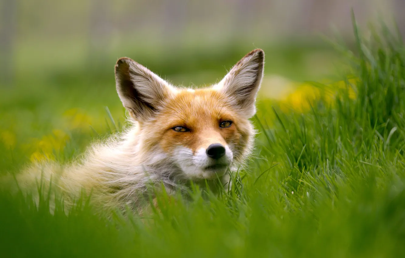 Photo wallpaper grass, look, Fox, red