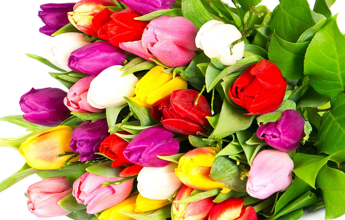 Photo wallpaper flowers, bright, beauty, bouquet, petals, purple, tulips, red