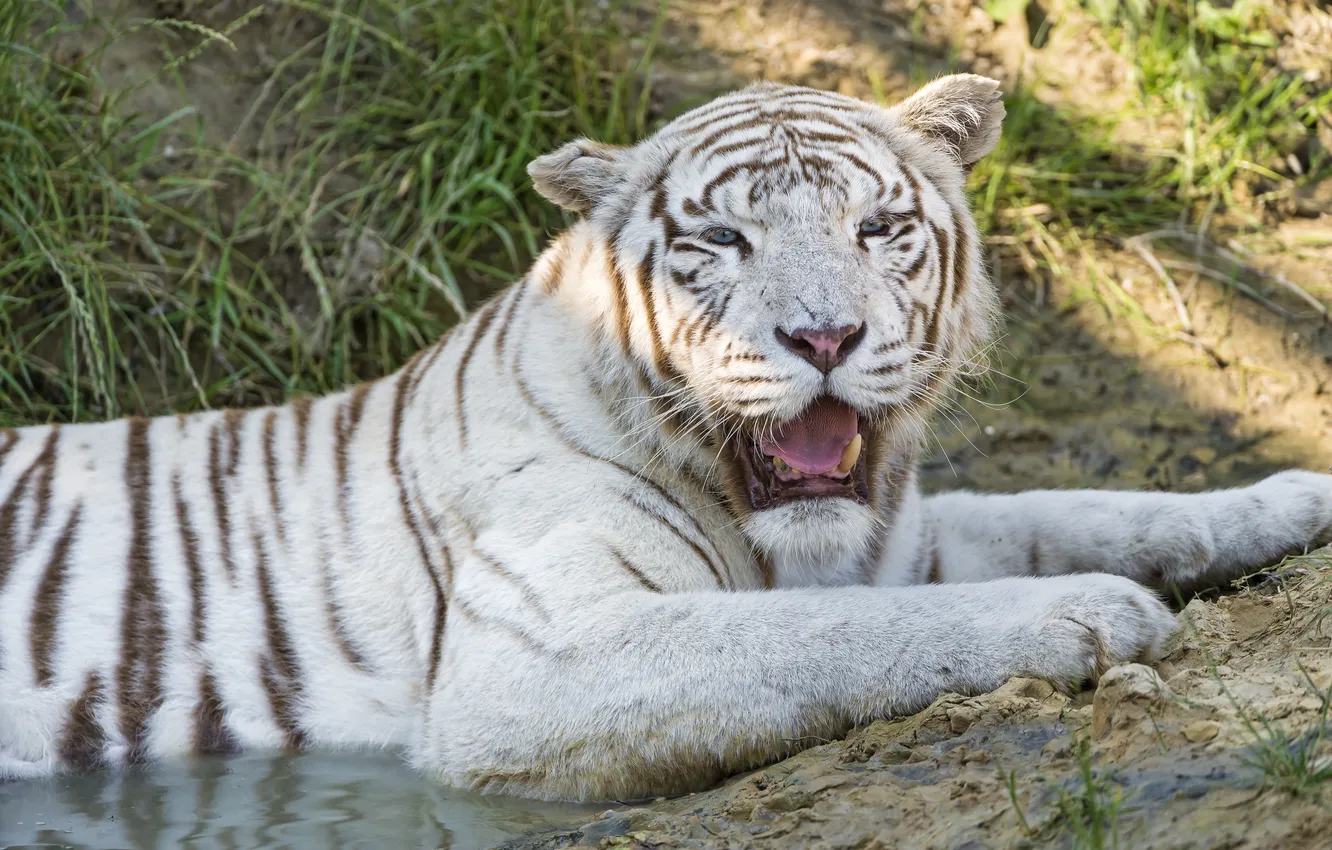 Photo wallpaper cat, white tiger, ©Tambako The Jaguar