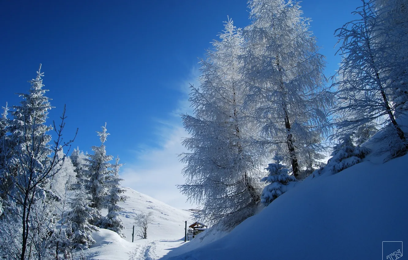 Photo wallpaper winter, forest, snow, nature