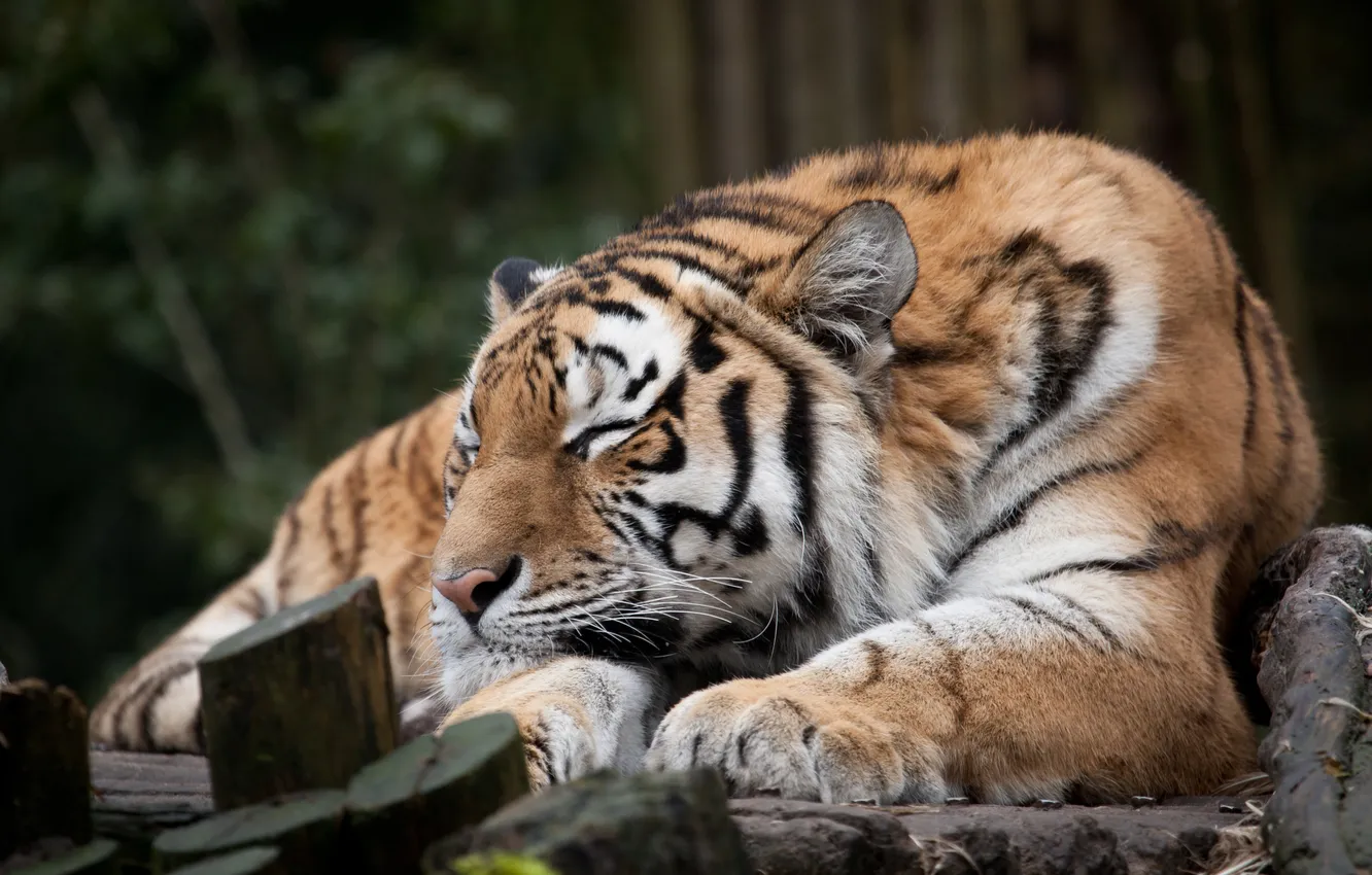 Photo wallpaper cat, tiger, stay, sleep, sleeping, Amur