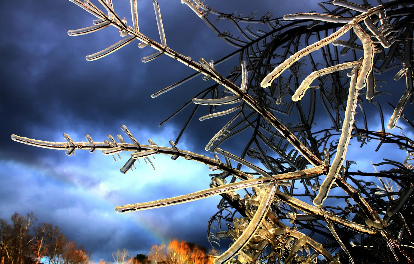 Photo wallpaper ice, winter, autumn, branches