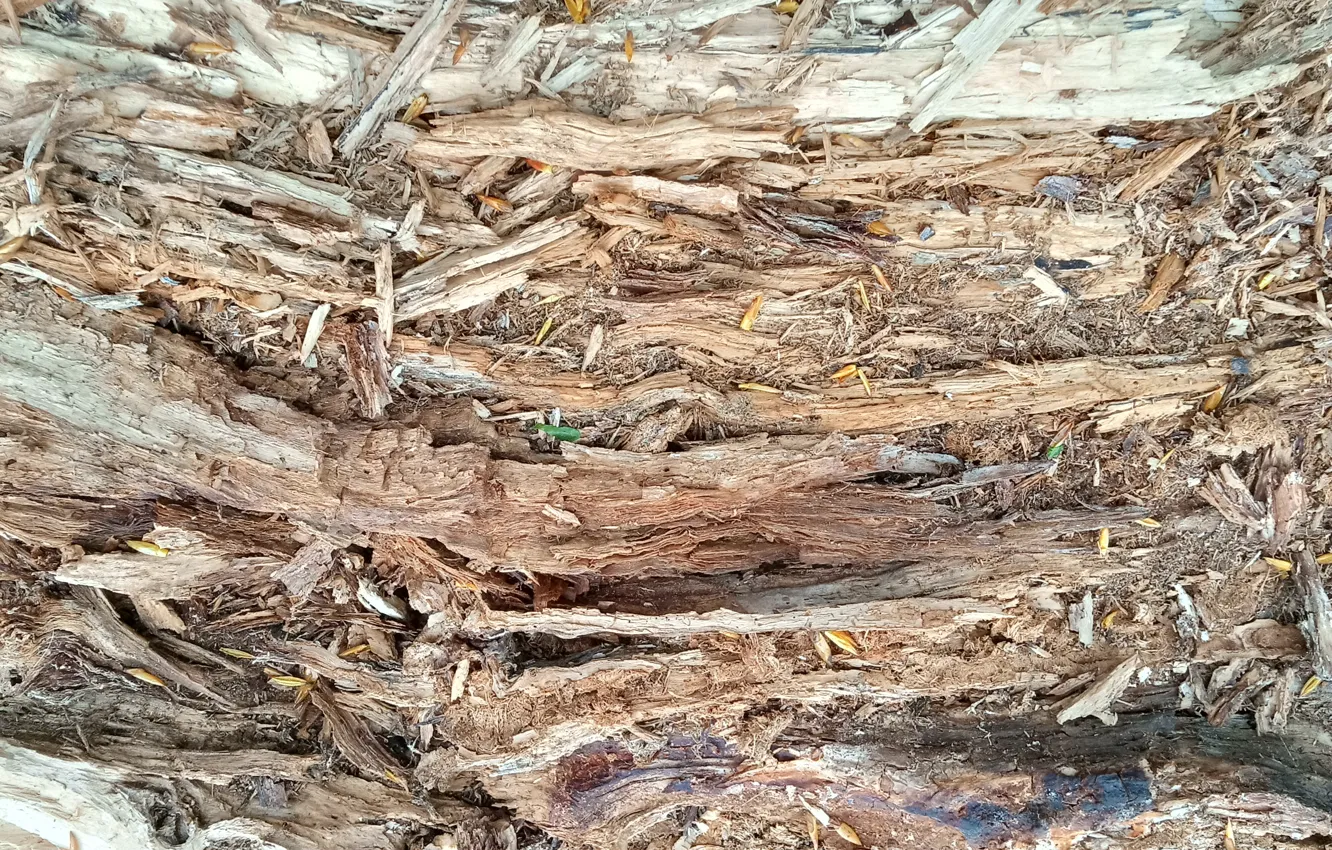 Photo wallpaper trees, wooden, texture