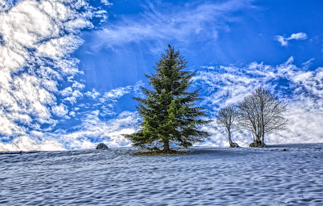 Photo wallpaper the sky, snow, tree