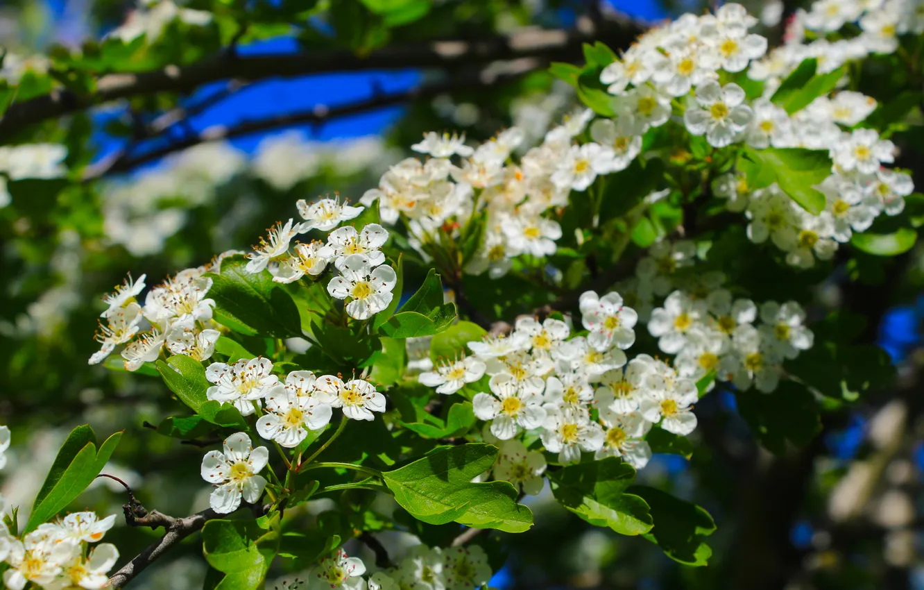 Photo wallpaper white, flower, flowers