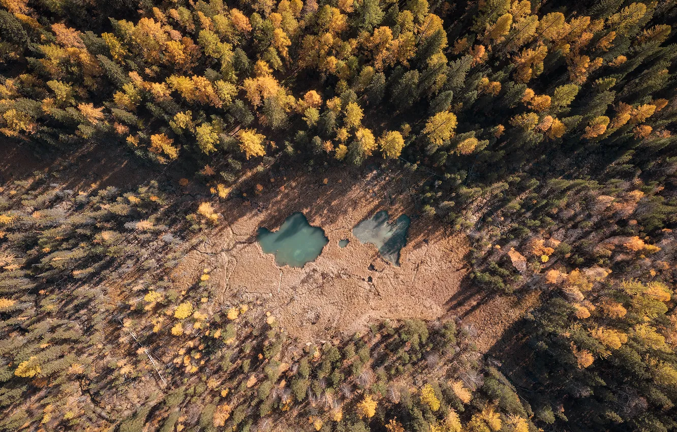 Photo wallpaper forest, water, treetops
