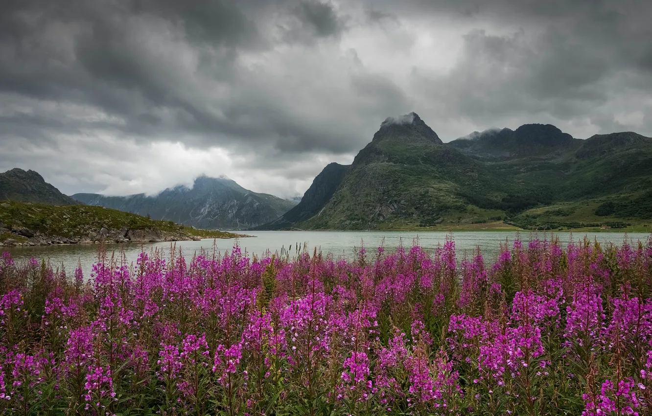 Photo wallpaper mountains, pond, Ivan-tea