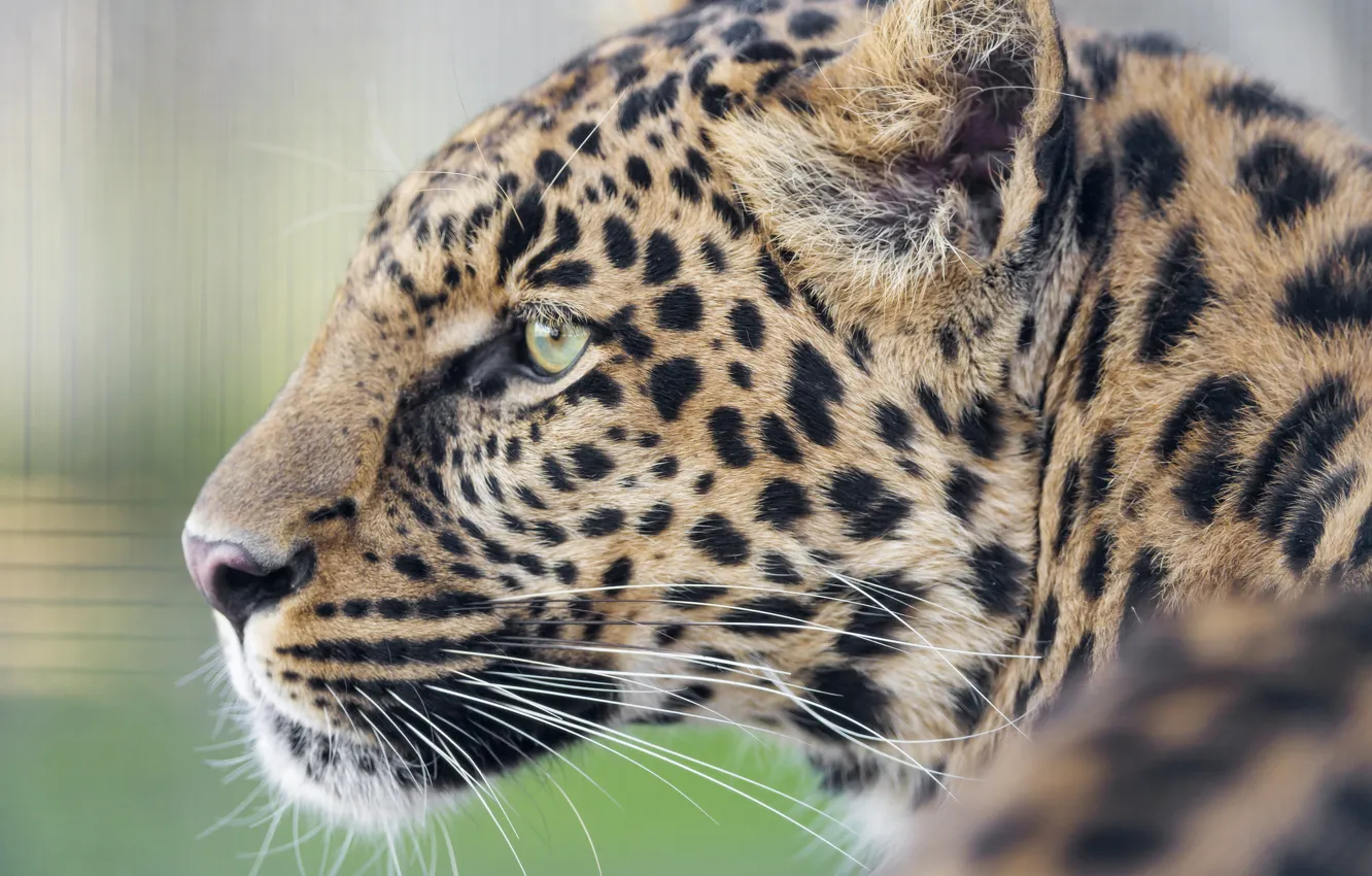 Photo wallpaper cat, leopard, profile, ©Tambako The Jaguar