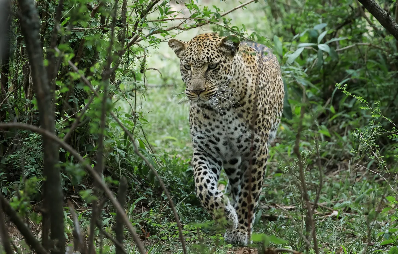 Photo wallpaper forest, nature, leopard, big cat