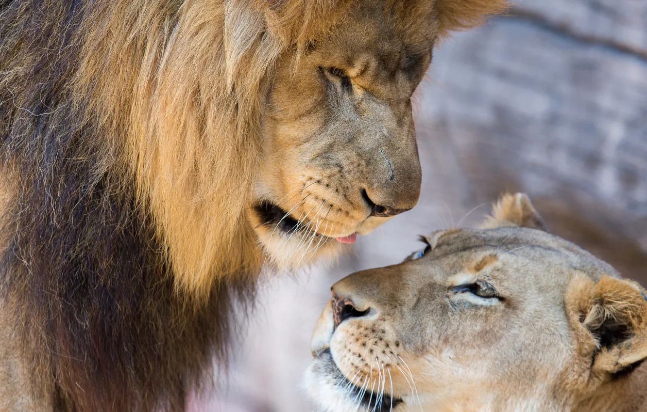 Photo wallpaper love, Leo, lions, a couple, lioness