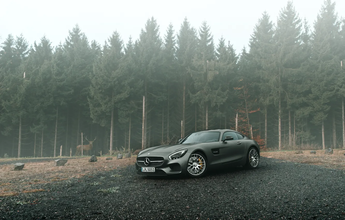 Photo wallpaper Mercedes-Benz, Front, AMG, Grey, Supercars, Forest, GT S