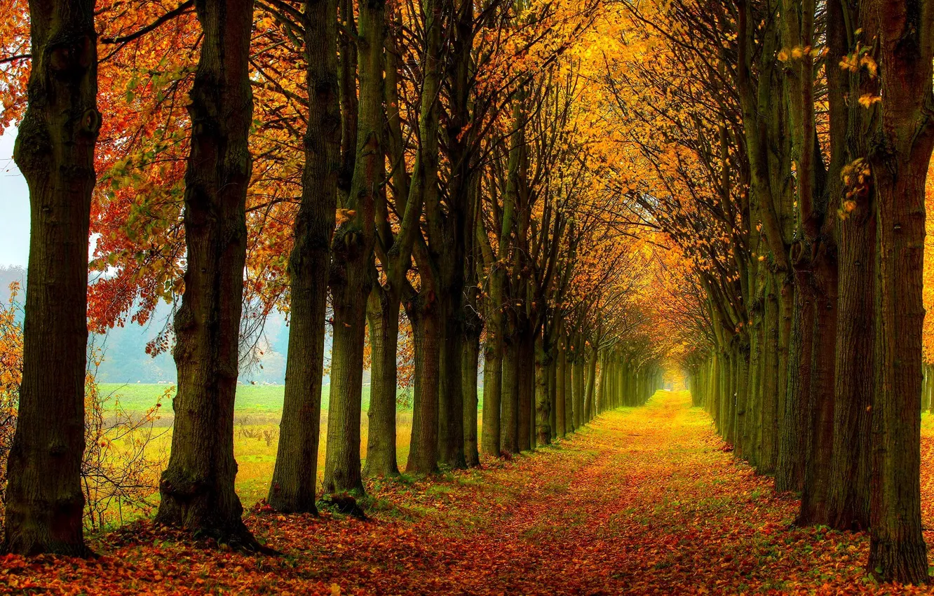 Photo wallpaper road, field, autumn, forest, leaves, trees, nature, colors