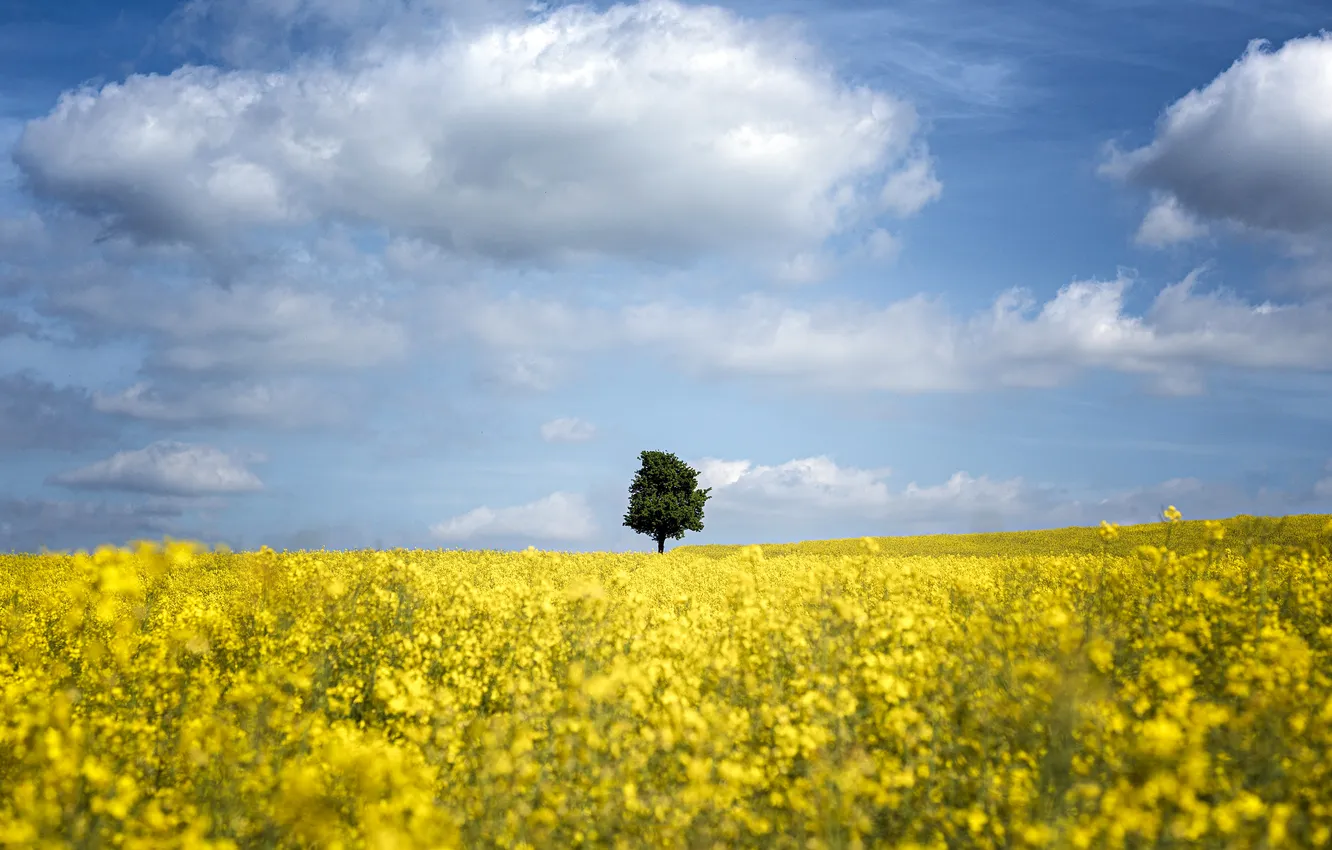 Photo wallpaper trees, flowers, rapeseed field, rape, blue, meadow, clouds, the sky