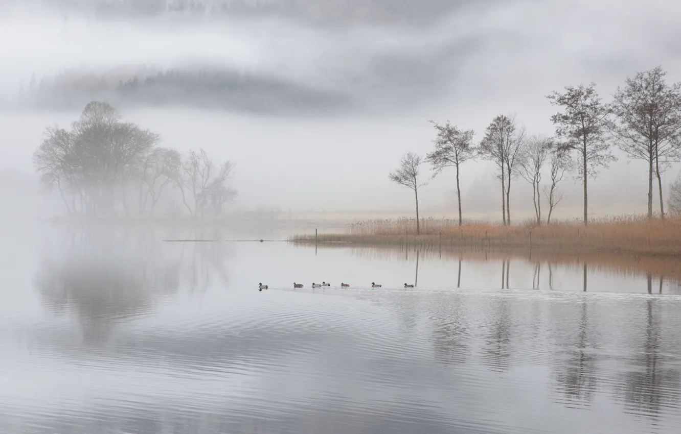 Photo wallpaper fog, lake, duck