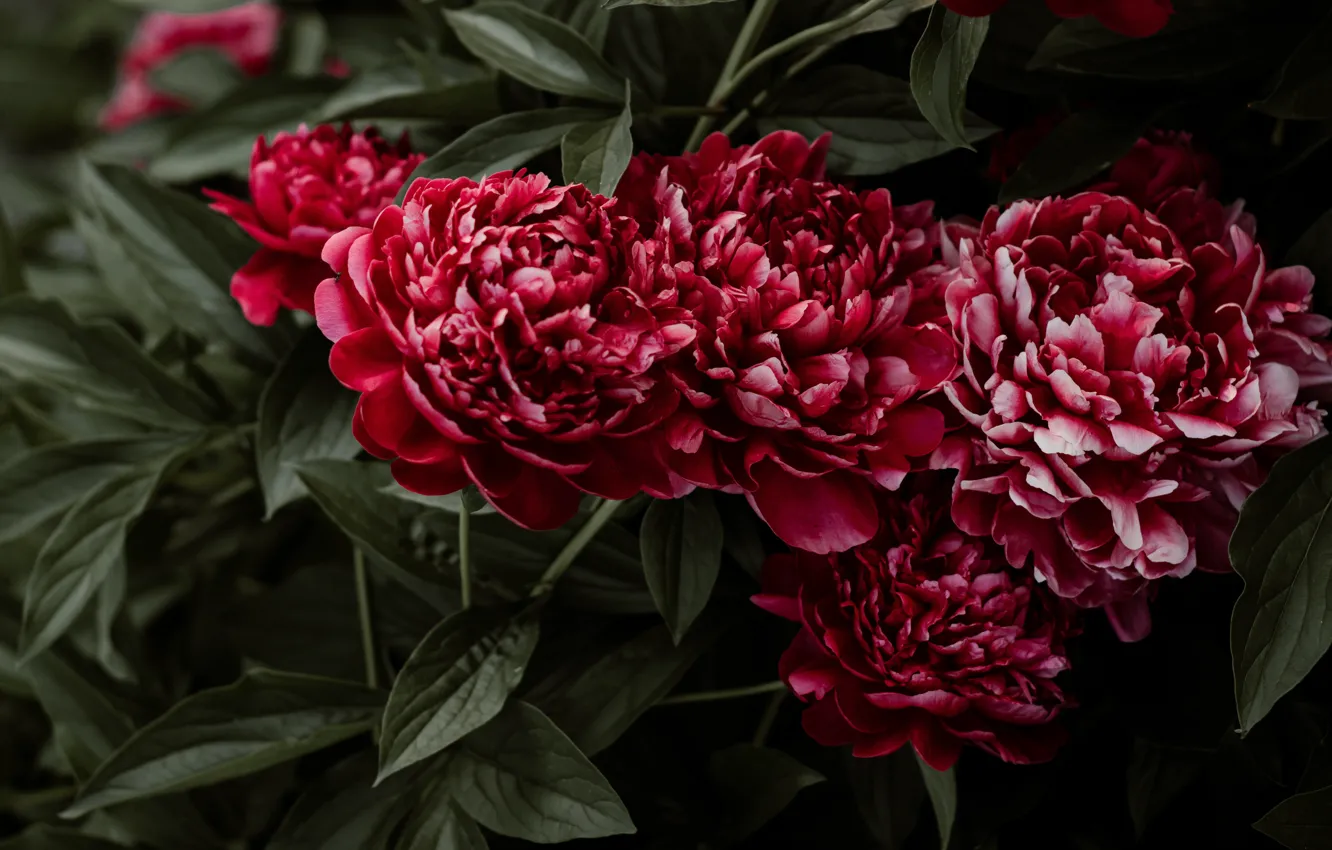 Photo wallpaper flowers, Bush, red, peonies