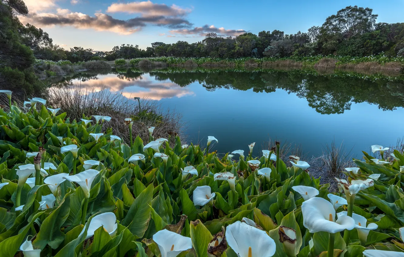 Photo wallpaper landscape, flowers, nature, lake, Park, island, Calla lilies, Reunion