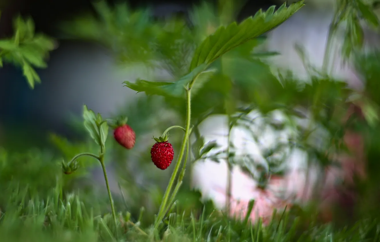 Photo wallpaper grass, leaves, nature, berries, strawberries