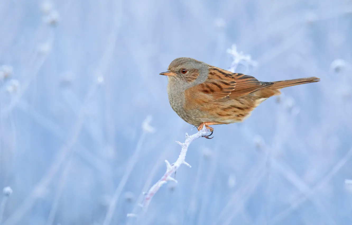 Photo wallpaper winter, frost, branches, nature, bird, spikes, blue background, bokeh