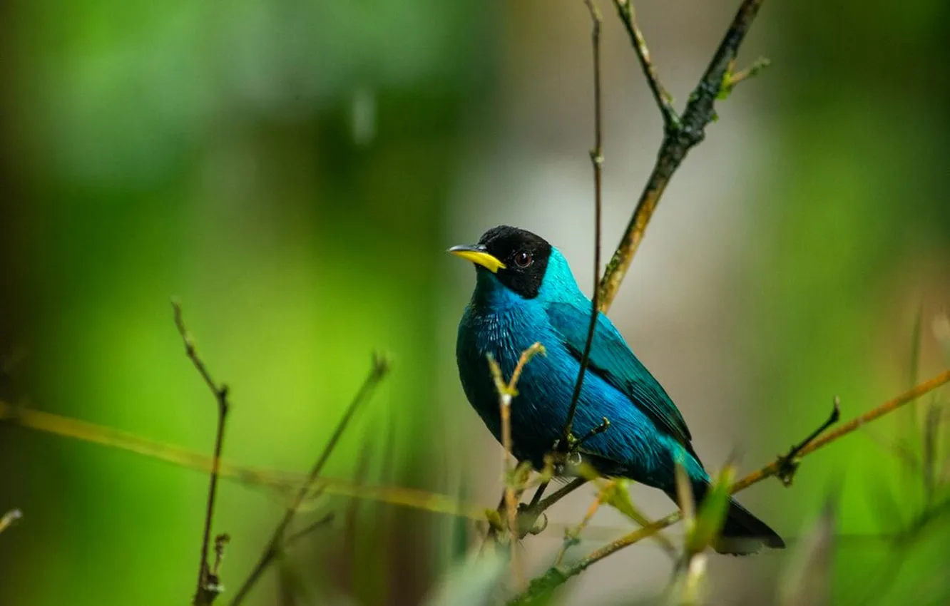 Photo wallpaper branches, beautiful, bird, bright color, microsemi