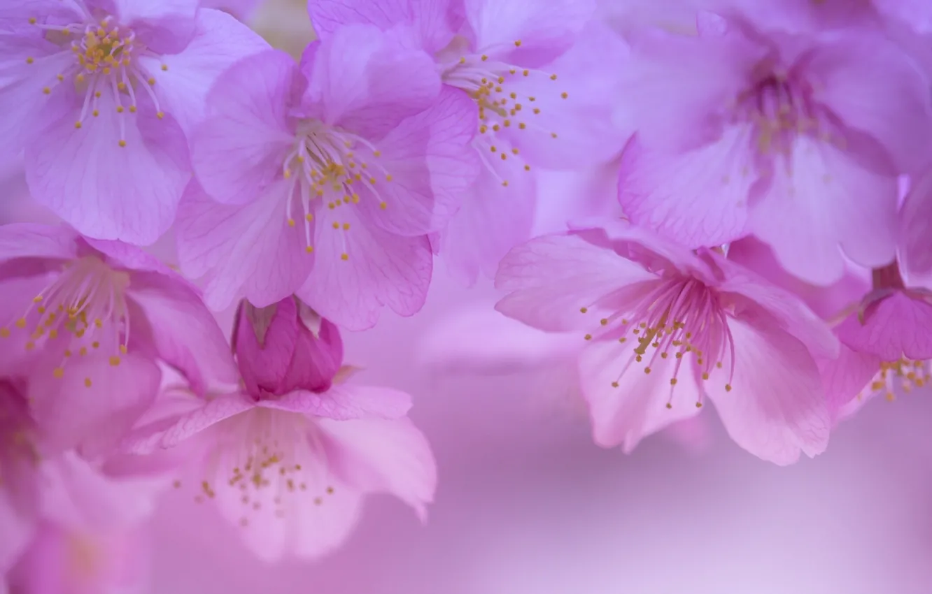 Photo wallpaper macro, cherry, spring, petals, Sakura, flowering, flowers