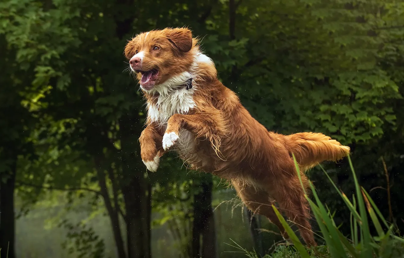 Photo wallpaper each, jump, dog