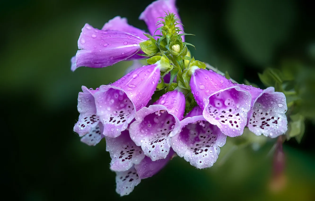 Photo wallpaper flowers, macro, digitalis, bokeh, pink, drops