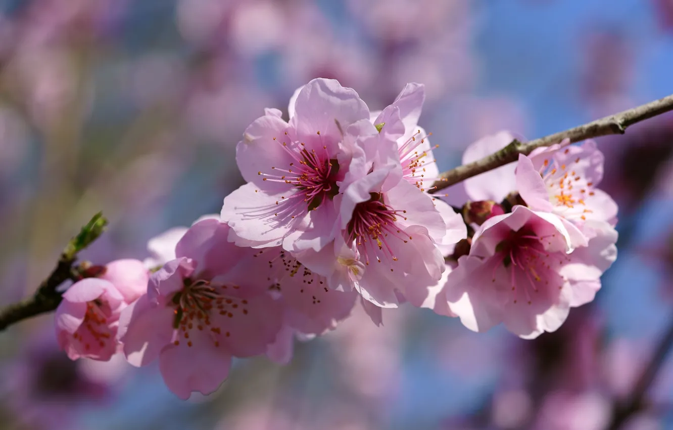 Photo wallpaper macro, flowers, cherry, branch, spring, Sakura, pink, flowering