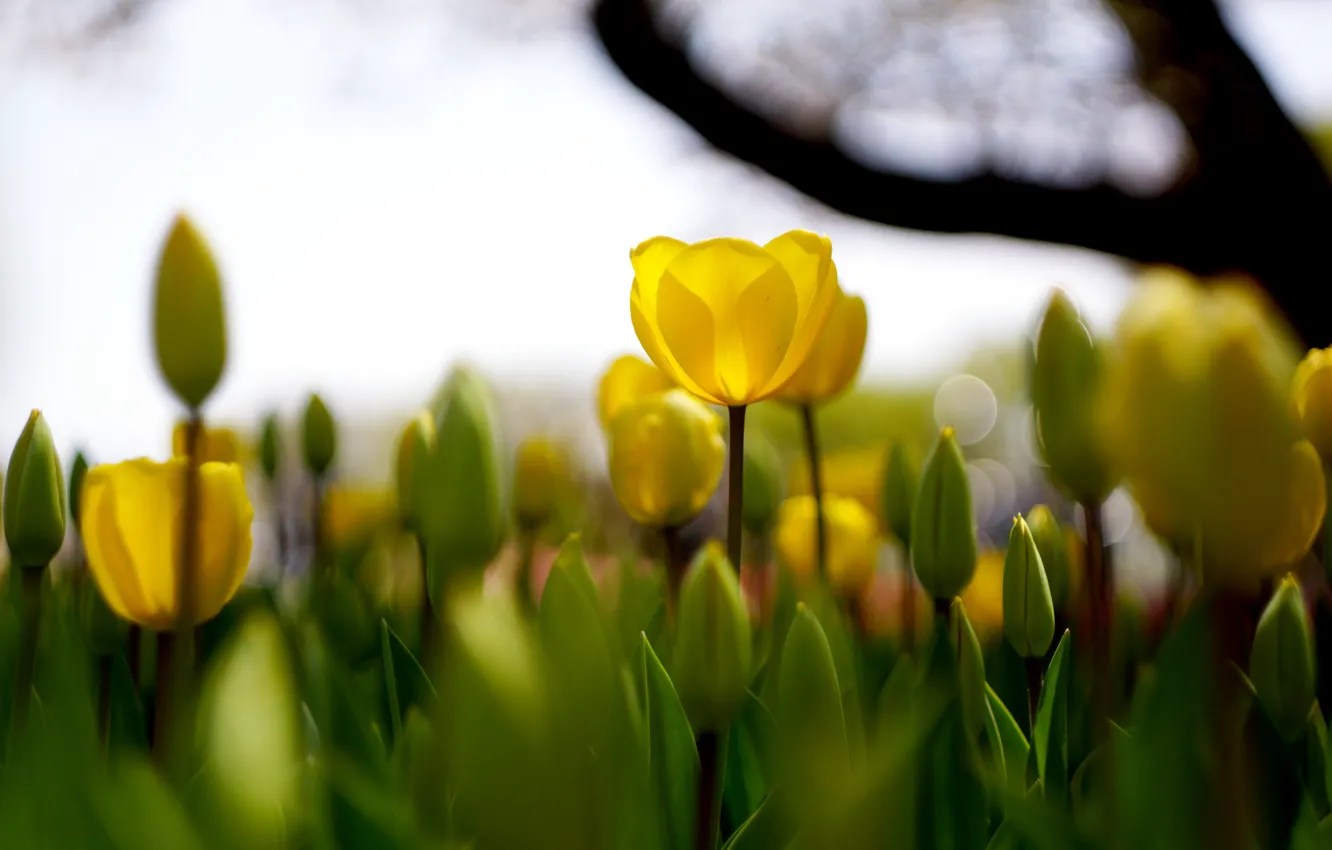 Photo wallpaper the sky, trees, flowers, yellow, blur, spring, garden, tulips