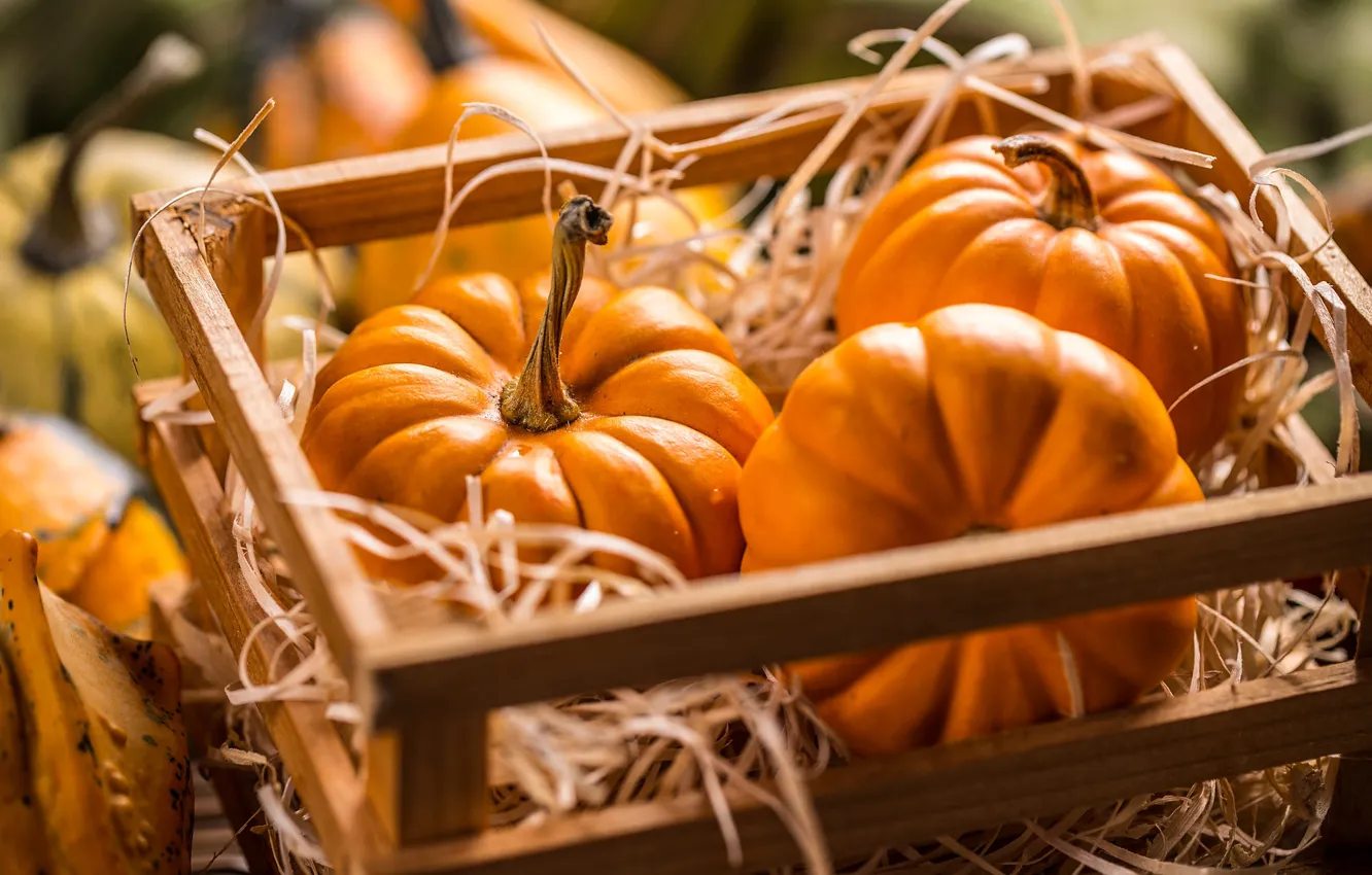 Photo wallpaper autumn, harvest, pumpkin, box
