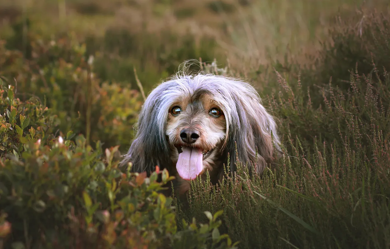 Photo wallpaper field, language, grass, look, nature, glade, portrait, dog