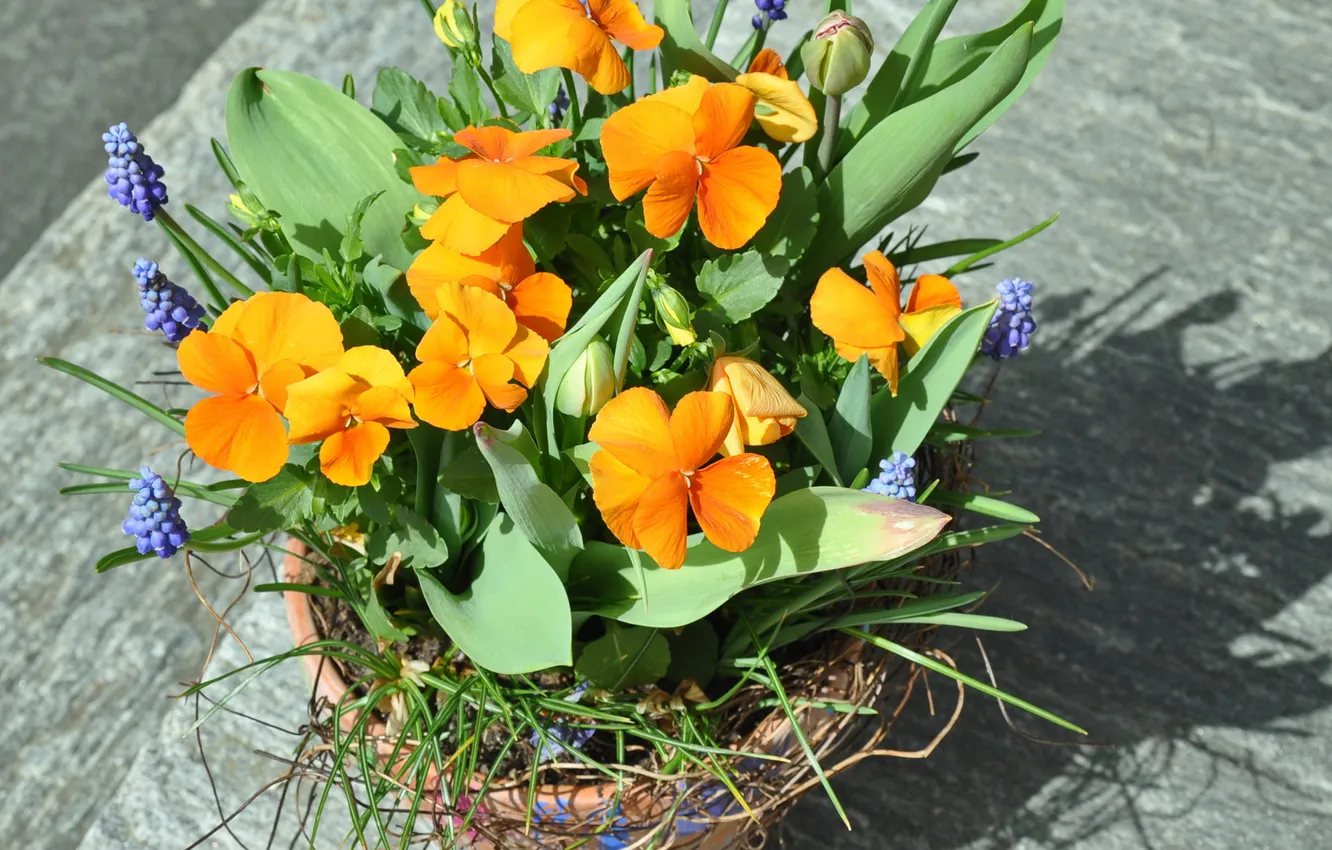 Photo wallpaper flowers, spring, pot, Pansy