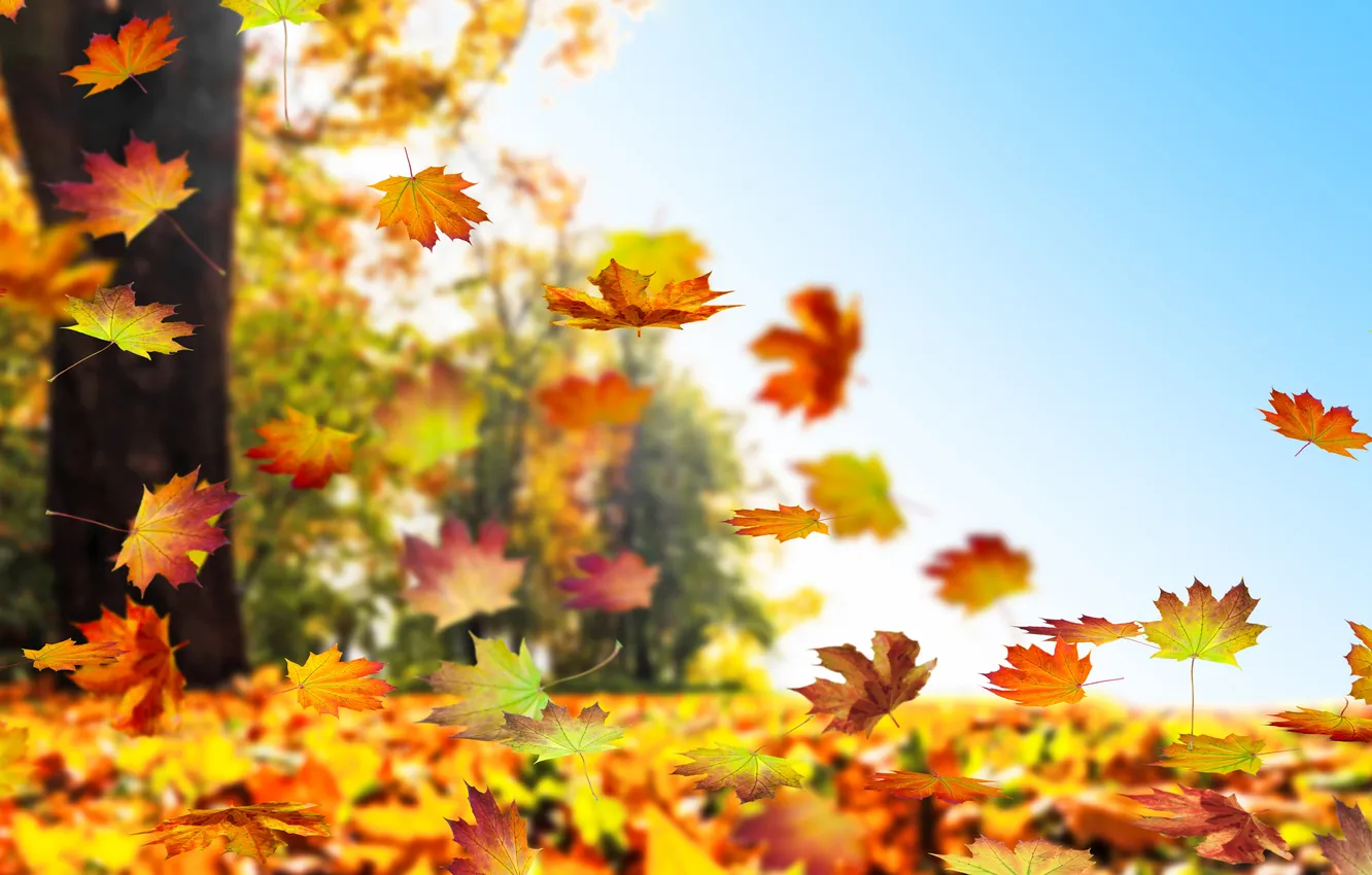 Photo wallpaper autumn, autumn colors, autumn background, autumn foliage