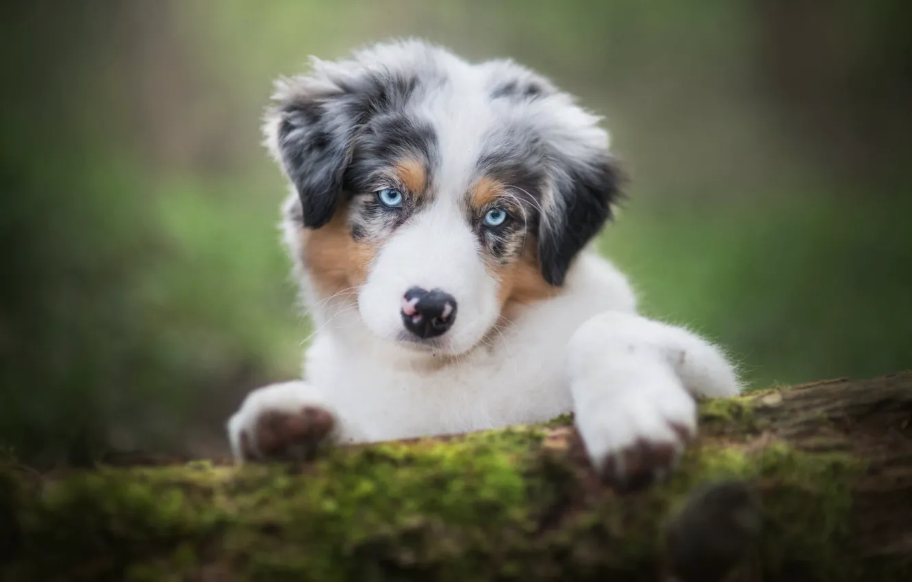 Photo wallpaper look, background, dog, paws, puppy, log, blue eyes, face