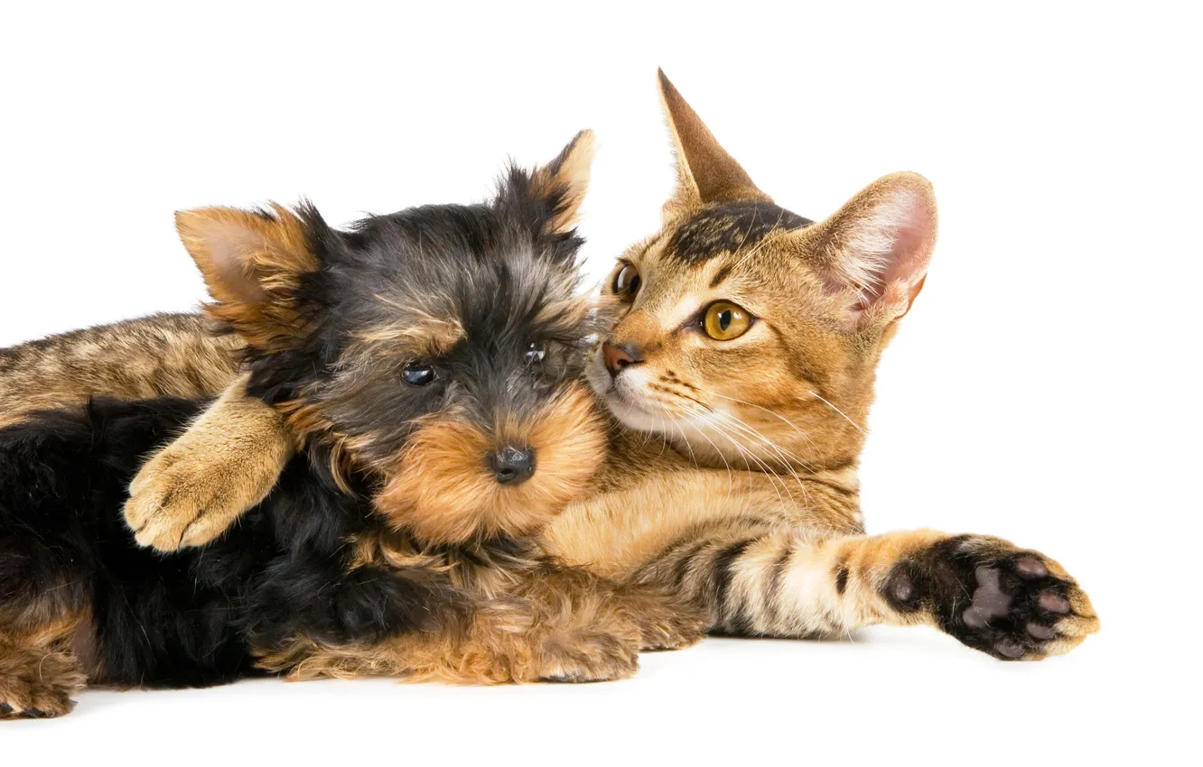 Photo wallpaper cat, cat, dog, lies, Terrier