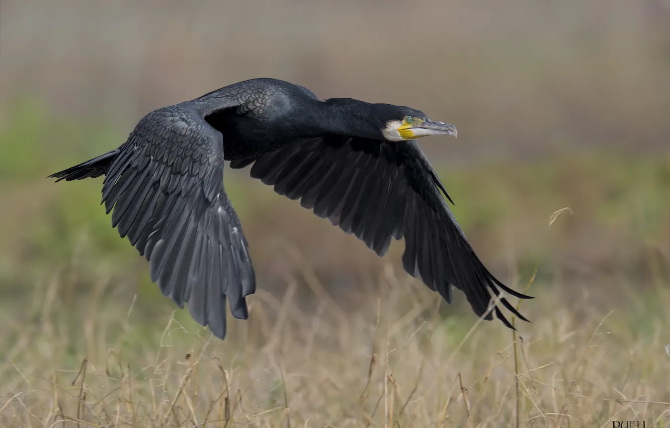 Photo wallpaper nature, bird, low, soars, DUELL ©