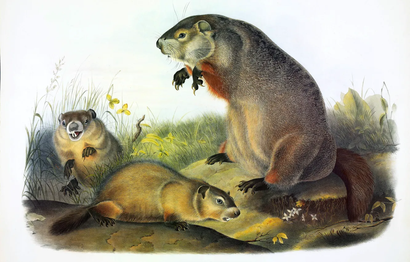 Photo wallpaper picture, three, North America, North America, Woodchuck, John James Audubon, John James Audubon