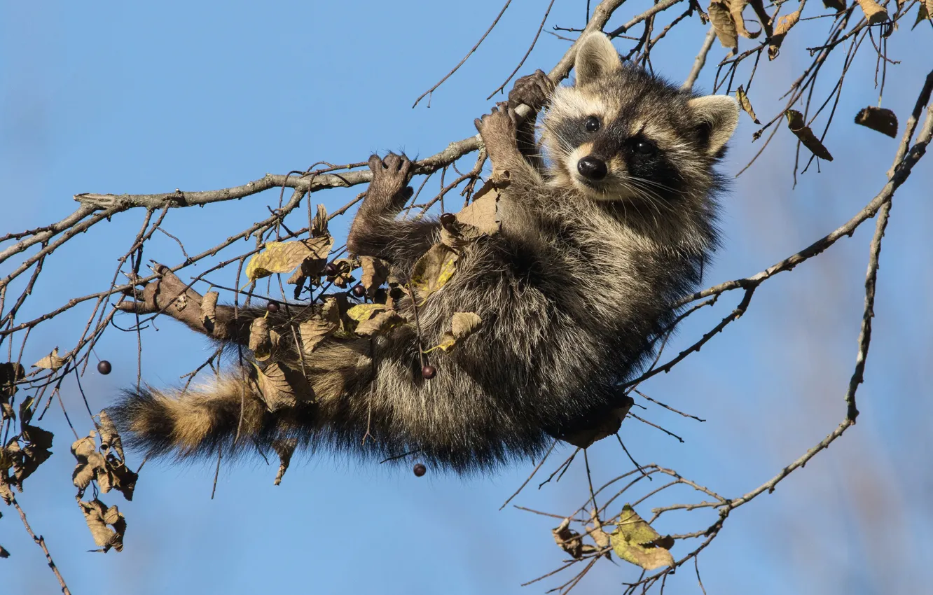 Photo wallpaper branches, raccoon, cub, on the tree