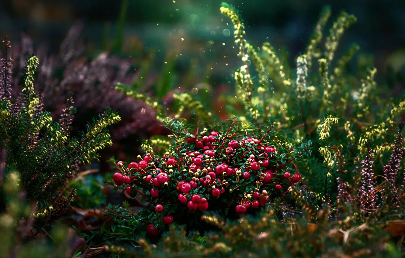 Photo wallpaper flowers, blur, bokeh, berries, Heather, cranberry