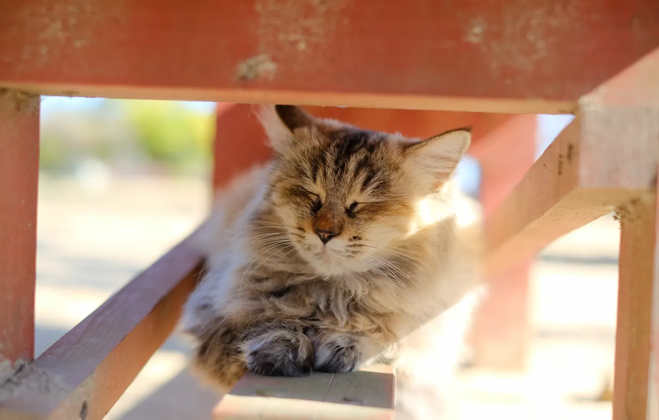 Photo wallpaper cat, light, background