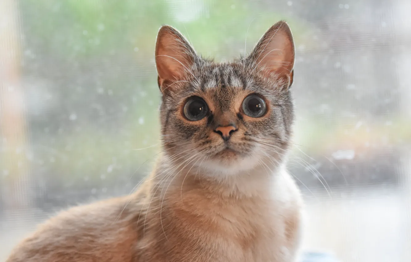 Photo wallpaper eyes, cat, cute