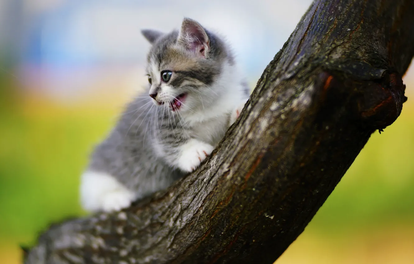 Photo wallpaper kitty, tree, baby