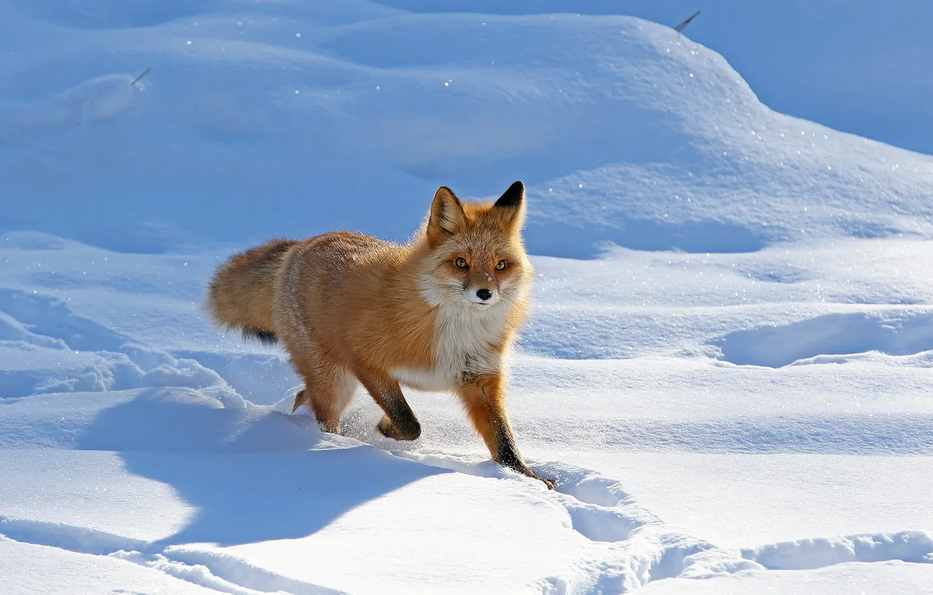 Photo wallpaper winter, field, look, light, snow, nature, hills, shadow