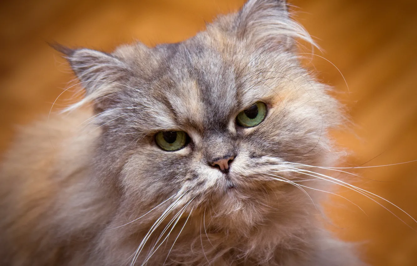 Photo wallpaper cat, eyes, look, background, portrait, green-eyed, Persian
