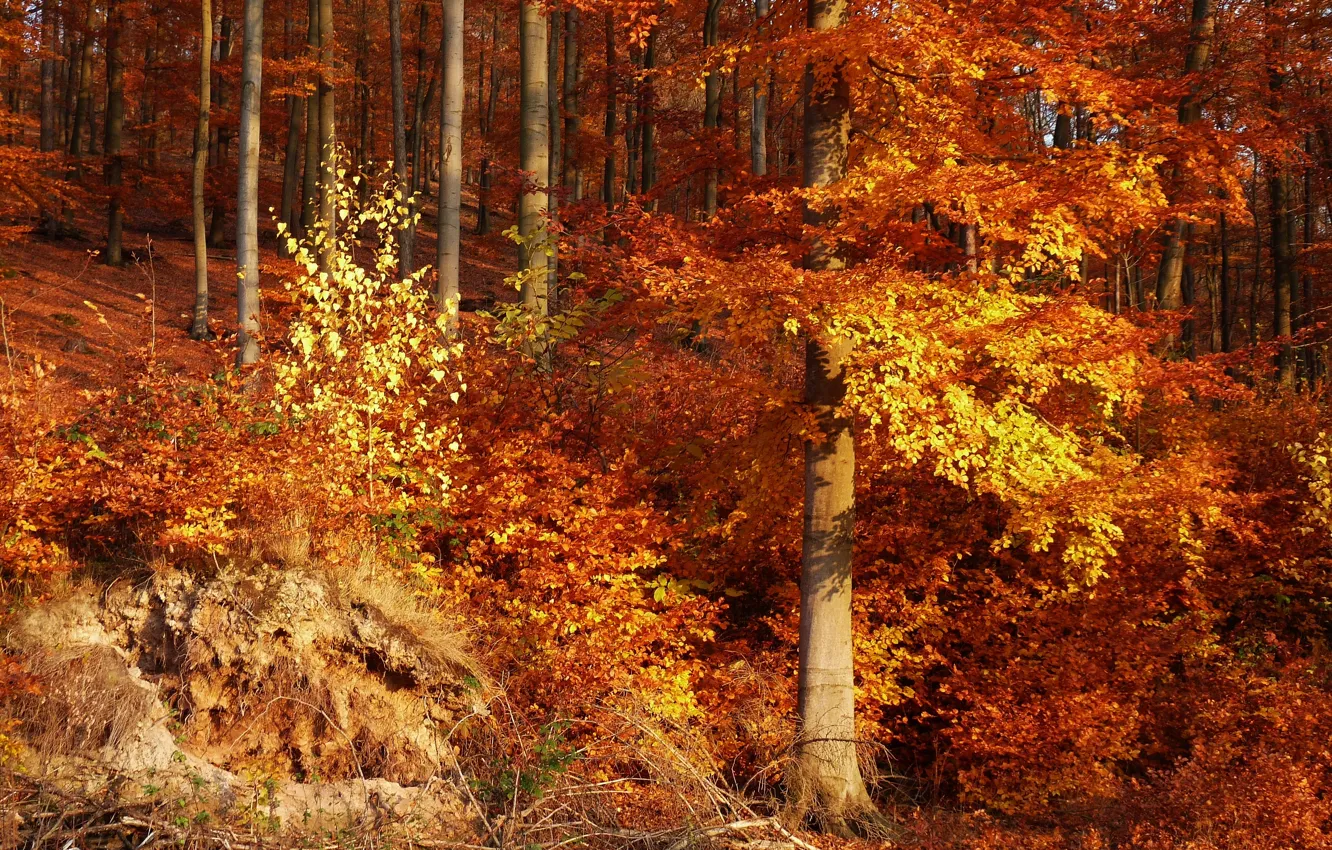 Photo wallpaper forest, leaves, trees, Autumn, forest, trees, nature, autumn