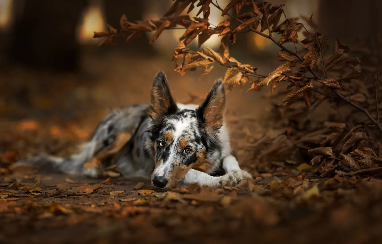 Photo wallpaper autumn, forest, look, face, leaves, branches, nature, pose