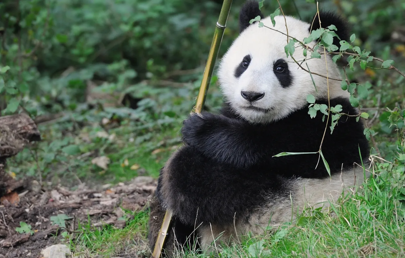 Photo wallpaper baby, Panda, cute
