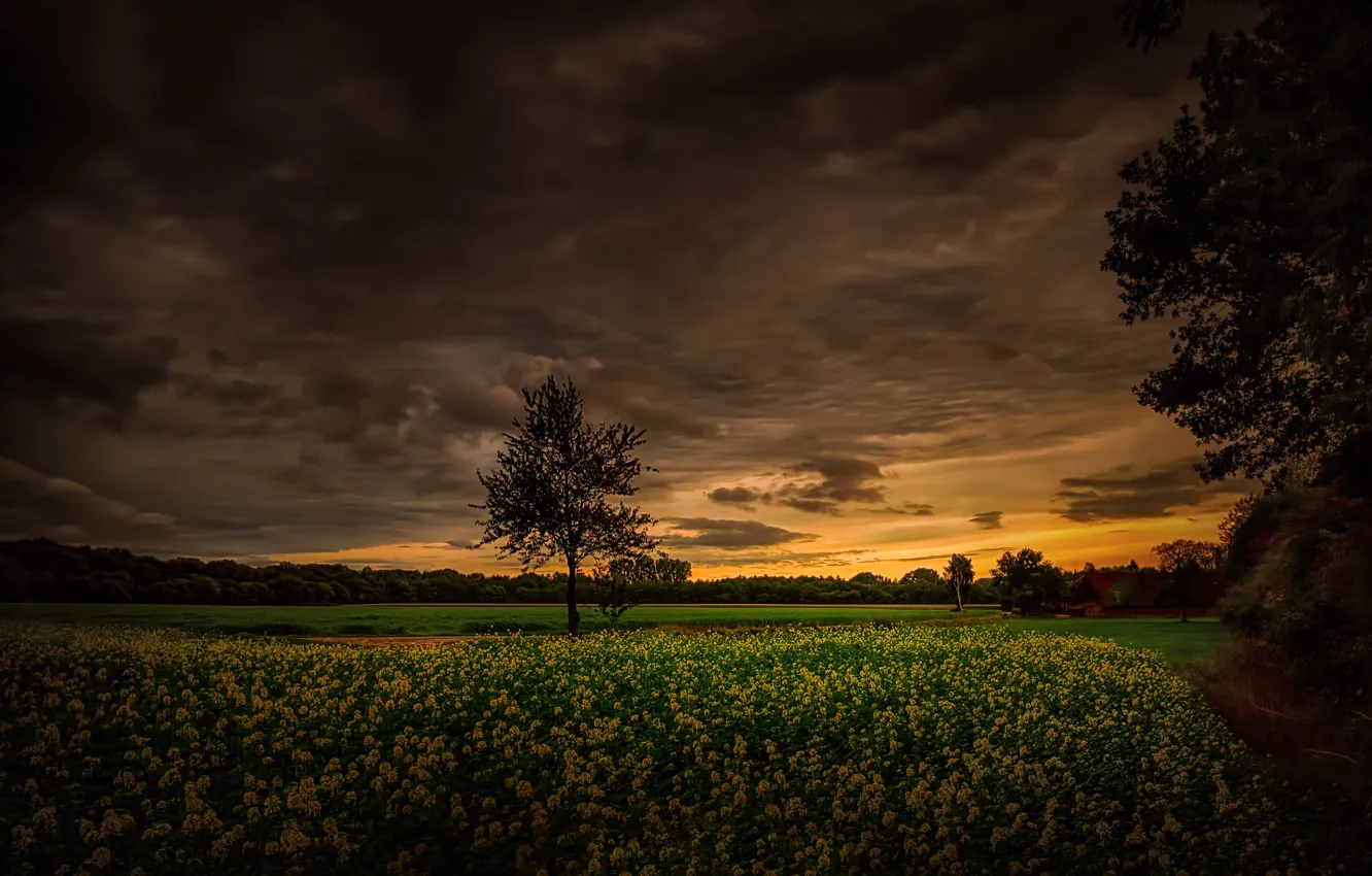 Photo wallpaper field, trees, clouds, meadow
