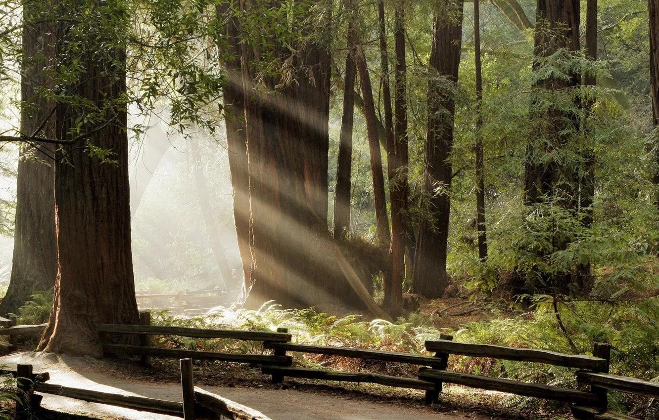 Photo wallpaper forest, summer, trees, nature