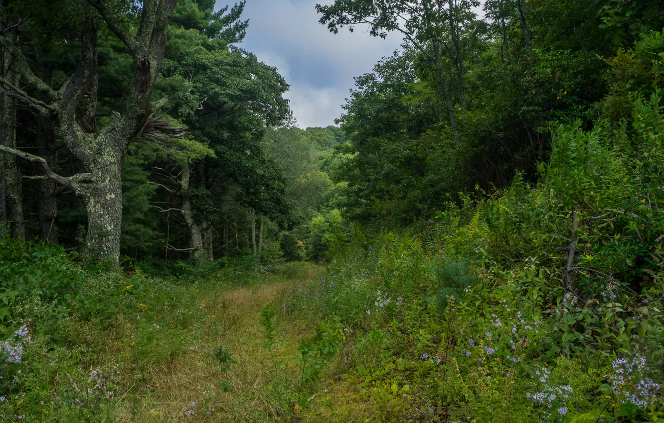 Photo wallpaper forest, the sky, trees, nature, USA, USA