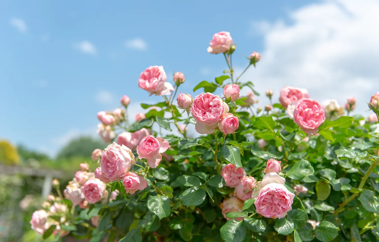 Photo wallpaper roses, pink, the bushes